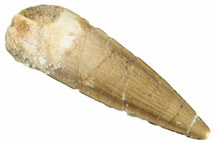 Fossil Spinosaurus Tooth - Real Dinosaur Tooth #268432